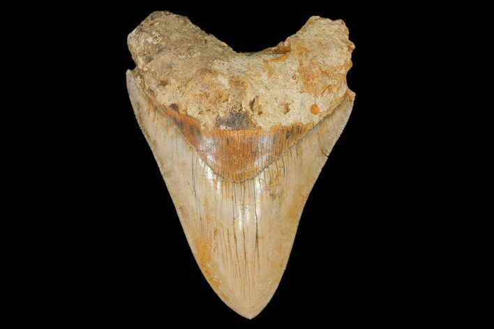 Serrated, Fossil Megalodon Tooth - West Java, Indonesia #145247